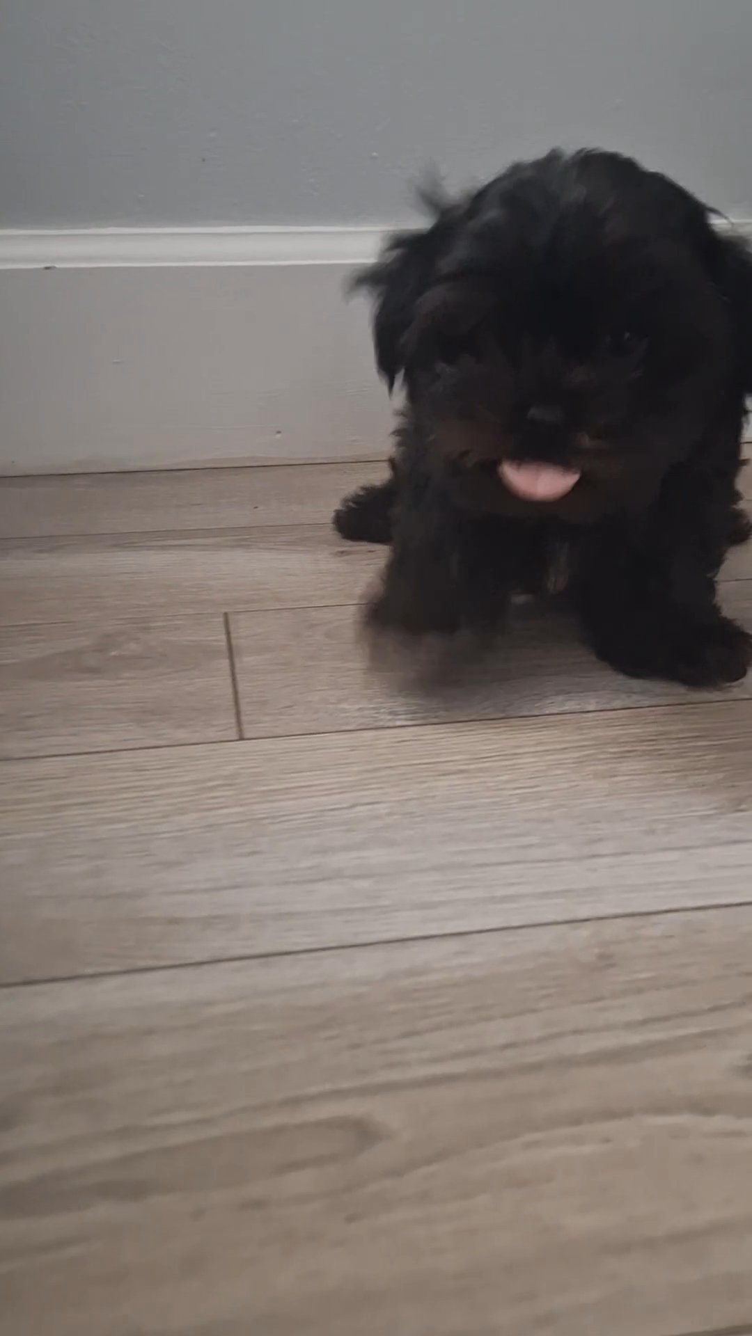 Imperial Shih Tzu in Palm Bay, Florida