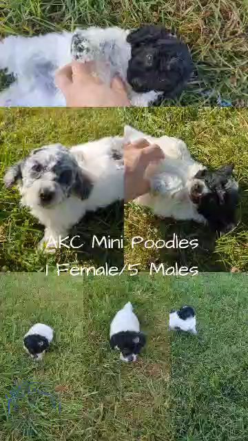 AKC MINI POODLE PUPS (08/27) 5 MALES/1 FEMALE in Goshen, Indiana