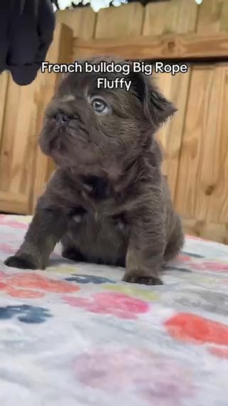 French Bulldog big rope Fluffy in Orlando, Florida