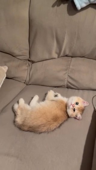 British Shorthair in Huntington Station, New York