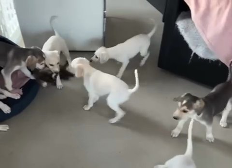 Saluki Puppies in Houston, Texas