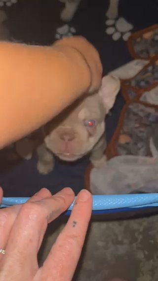 New Shade Isabella French Bulldog in Columbia, Missouri