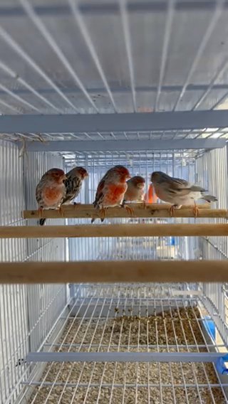 Canary in Tamiami, Florida