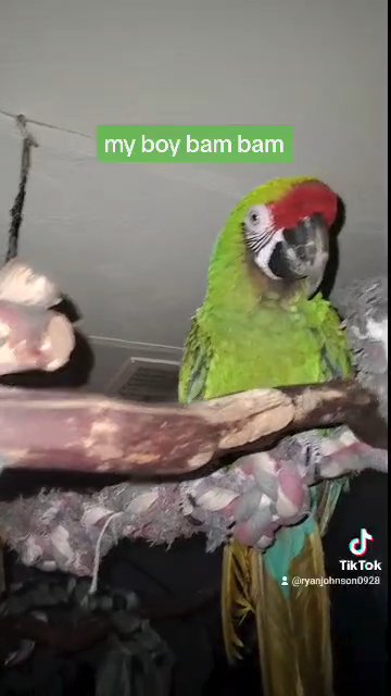 military macaw in Payson, Arizona