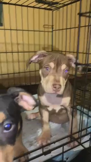Pocket Bullies in Dallas, Texas