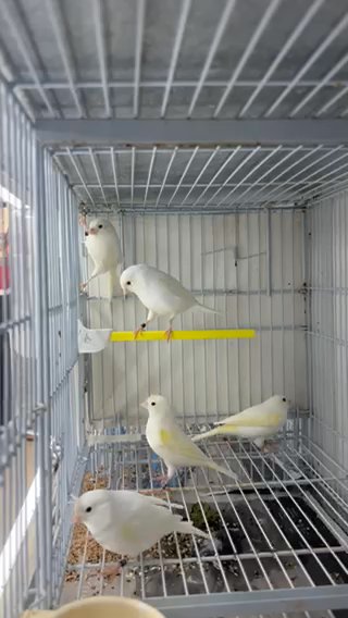 Canary Yellow Mosaic in Tamiami, Florida
