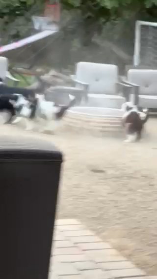 Portuguese Water Dog in Los Angeles, California