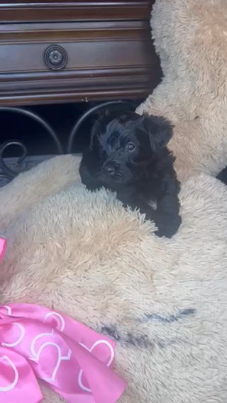 Yorkipoo Males in Tyler, Texas