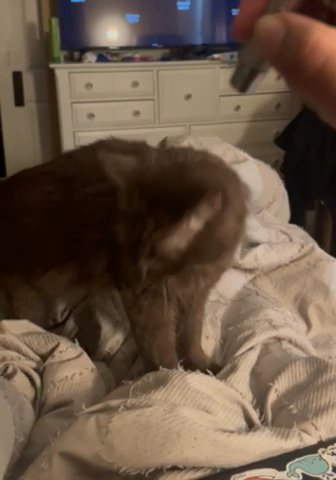 Rare Brown Turkish Angora/ Havana Brown in Boston, Massachusetts
