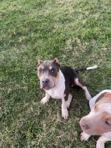 very sweet xL merle bullies looking for a place to call home in St. Louis, Missouri