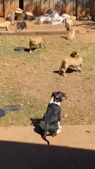 American Bullies in Oklahoma City, Oklahoma