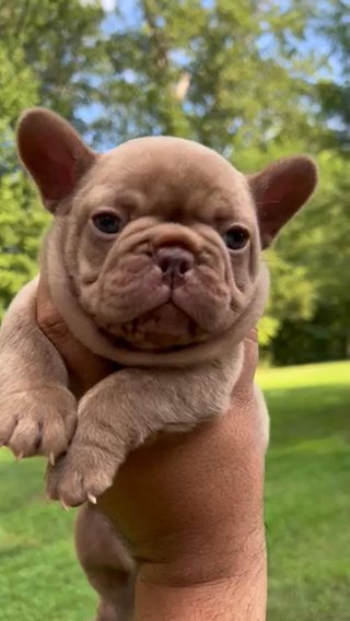 Little Boy Luffy!! in California, Maryland