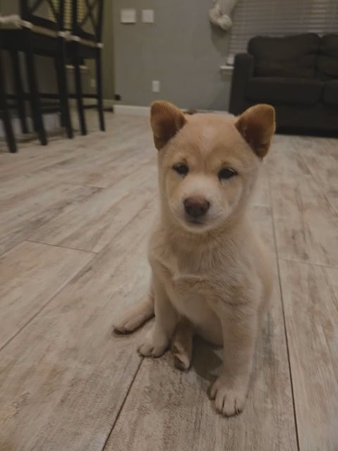 Shiba Inu White (8 weeks) female in Oklahoma City, Oklahoma