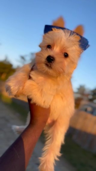Goldust Yorkie in Houston, Texas