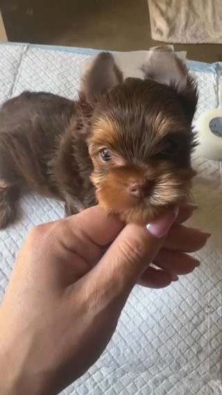 Bella AKC Chocolate Yorkie in San Jose, California