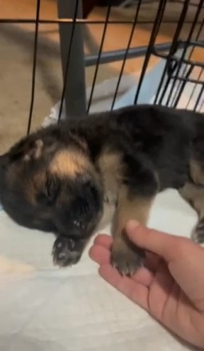 Female Black/Red Saddle Female in Springfield, Illinois