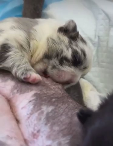 Frenchie Puppies in Florida City, Florida