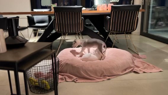Saluki Litter in Houston, Texas