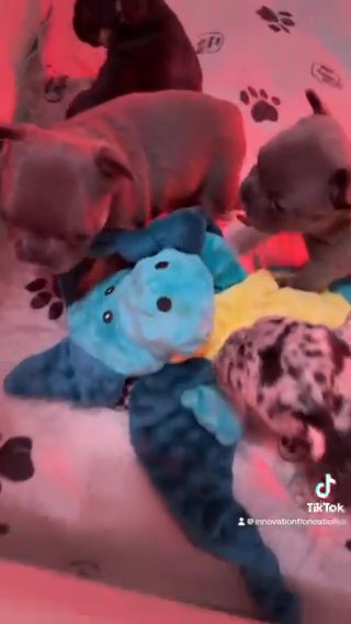Frenchie Pups in Poinciana, Florida