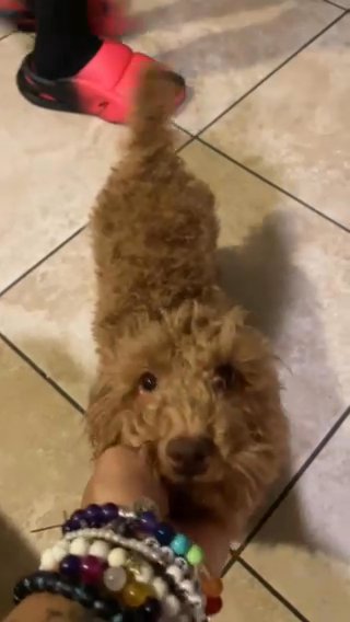 Milo in Scottsdale, Arizona