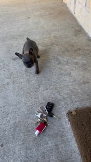 American Bully Puppy in Houston, Texas