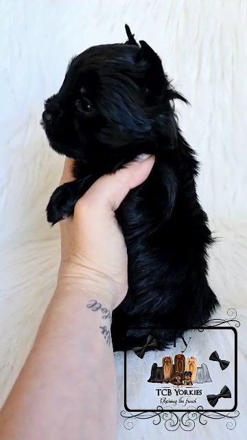 AKC Yorkie ? KB black in Greenwood, South Carolina