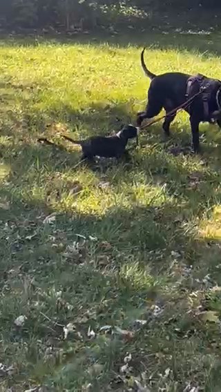 Pit Bull/Cane Corso Puppy For Sale(with Cage & Bed) in Detroit, Michigan