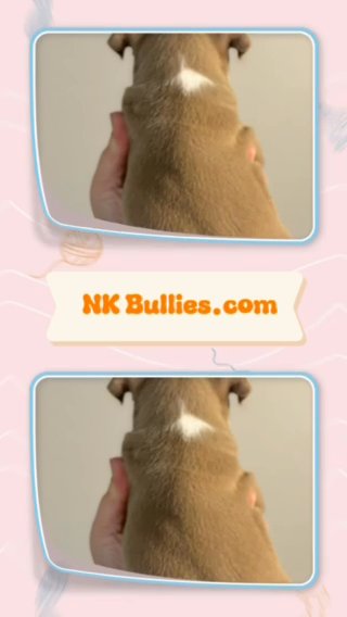 ABKC XL American Bully in Lakeland, Florida