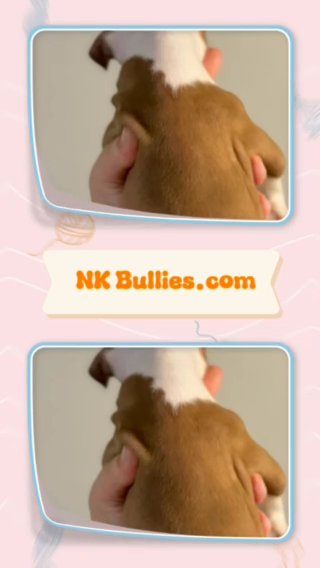 ABKC XL American Bully in Lakeland, Florida