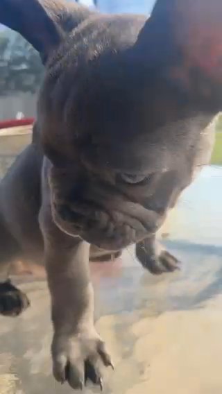 Frenchie in Austin, Texas