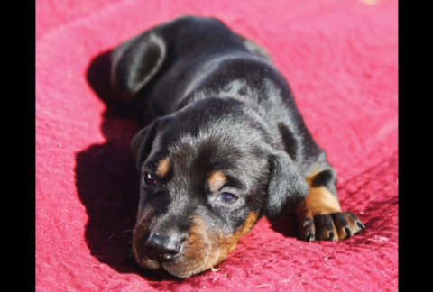 AKC Doberman puppies in Lebanon, Ohio