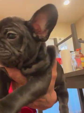 French Bulldog in Sacramento, California