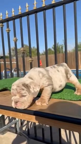 Lilac Tan Isabella English Bulldog in Atlanta, Georgia