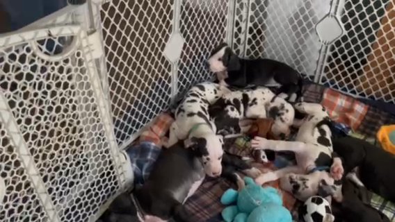 Great Dane Puppies in Peoria, Illinois