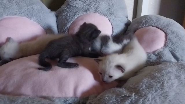 Kittens 3 months FREE DELIVERY in Las Vegas, Nevada