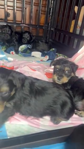 Yorkipoos in Tyler, Texas