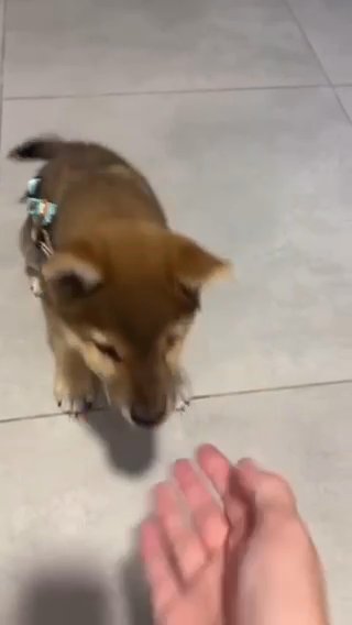 Shiba Inu in Washington, District of Columbia