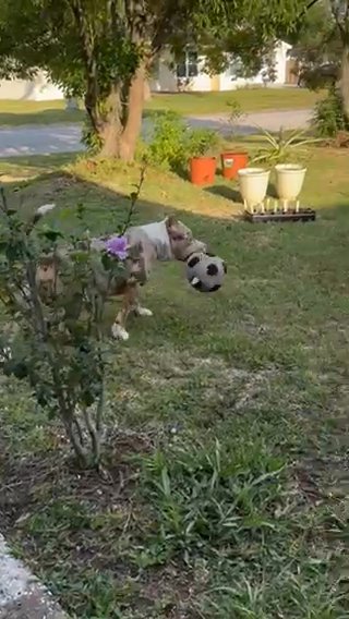 Chocolate Merle American Bully in Lakeland, Florida