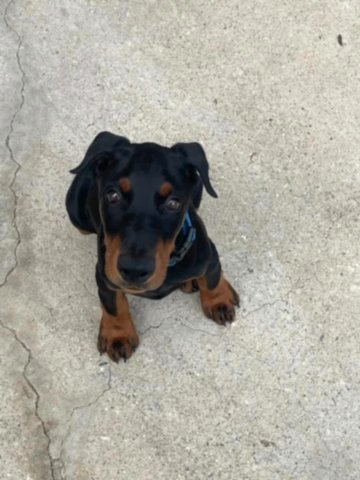 AKC Doberman Male in Lebanon, Ohio