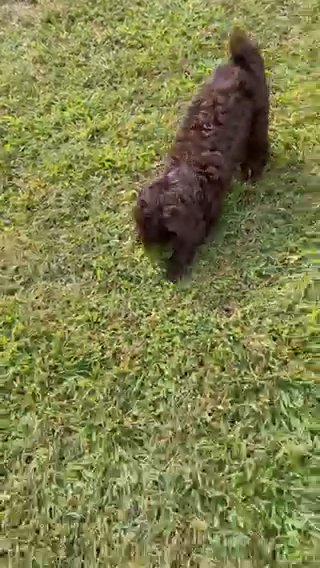 AKC Small Standard / Moyen Size Poodle in Middletown, New York