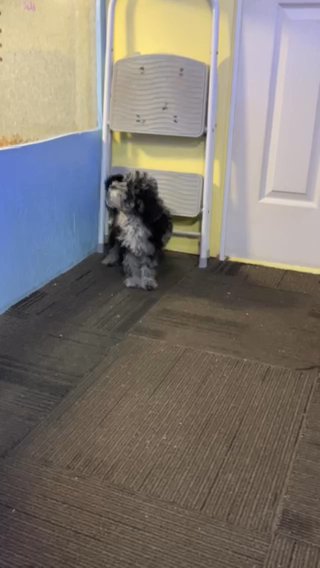 Blue Merle Cavapoo in Binghamton, New York