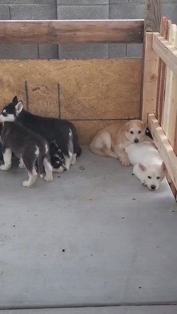 puppies in Phoenix, Arizona