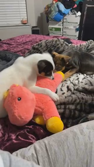Playful Puppies For Adoption in Charlotte, North Carolina