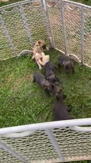 French Bull Dog Puppies in Culpeper, Virginia