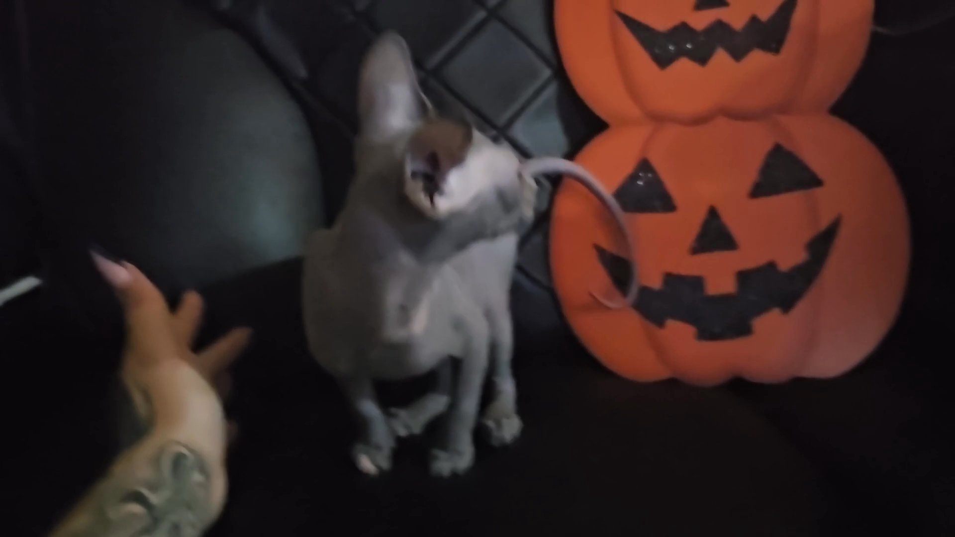 Male sphynx in Lancaster, California