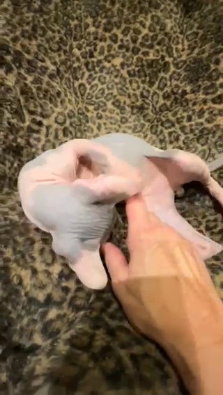 Purebred Sphynx in Champaign (Township), Illinois