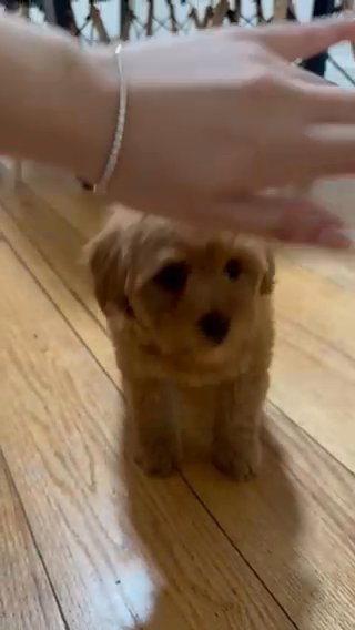 Male Shihpoo Puppy in New York City, New York