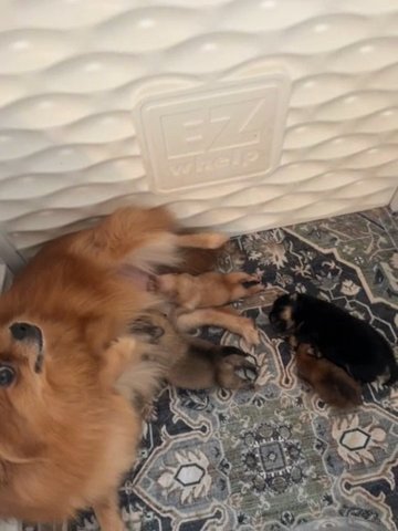 Precious Babies in Celina, Ohio