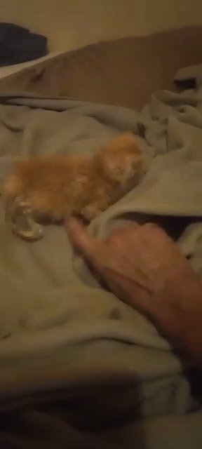 abandoned kitty to sell (or give) in Euless, Texas