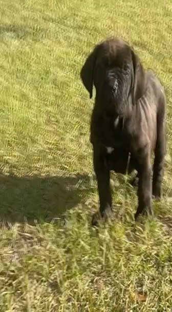 Cane Corso Puppy in Fayetteville, North Carolina